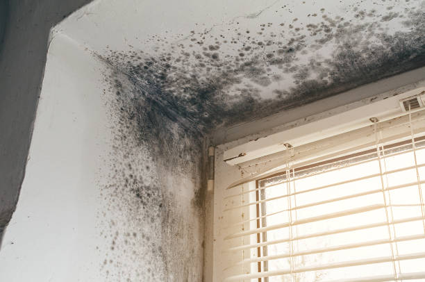Affordable Crawl Space Mold Removal solutions in Harrison, MI