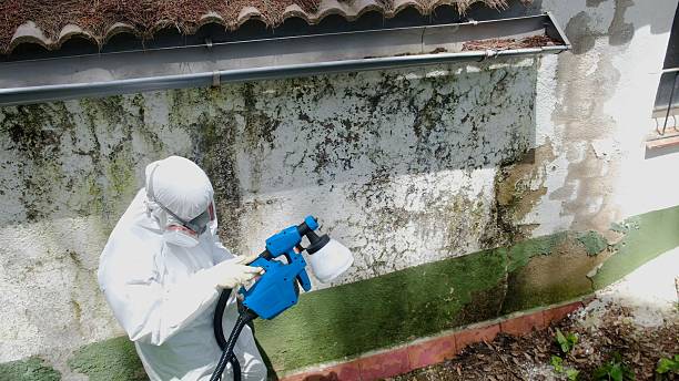 Top rated local Crawl Space Mold Removal specialists in Harrison, MI
